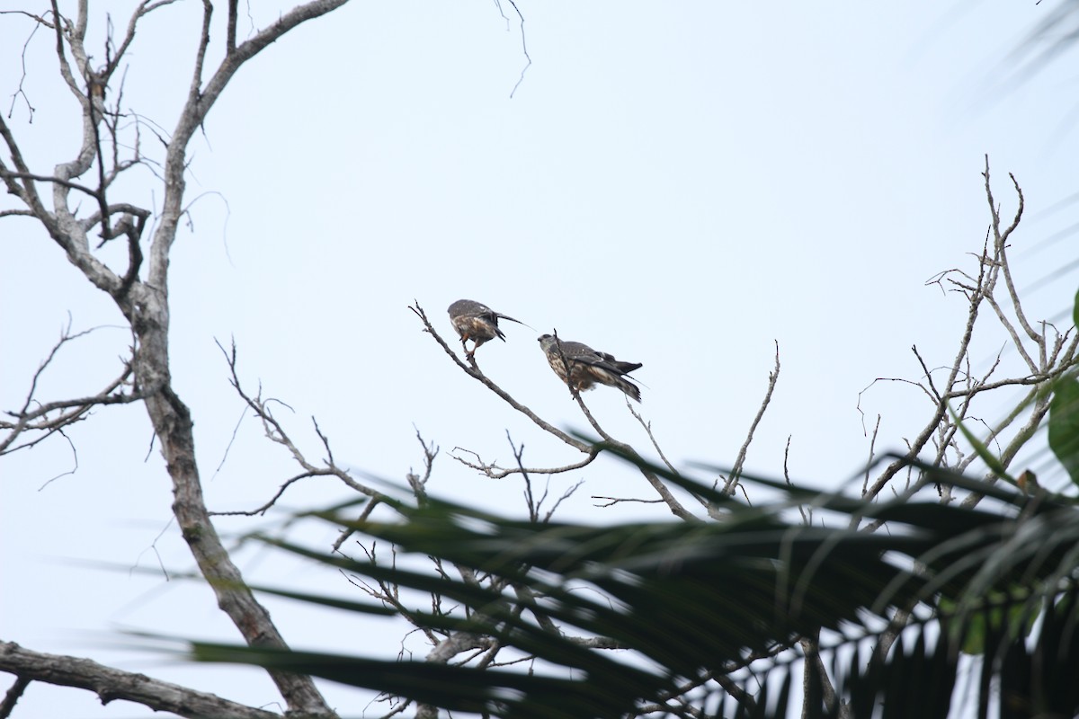 Mississippi Kite - ML643627238