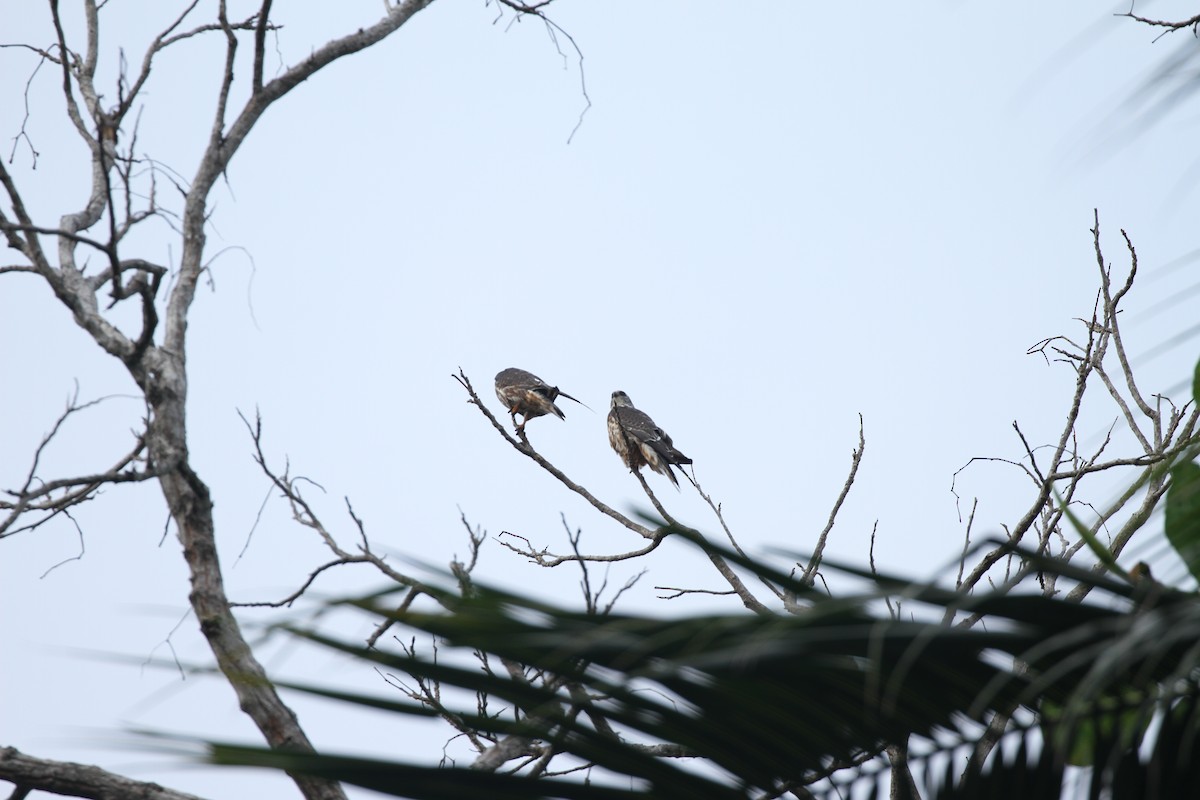 Mississippi Kite - ML643627239