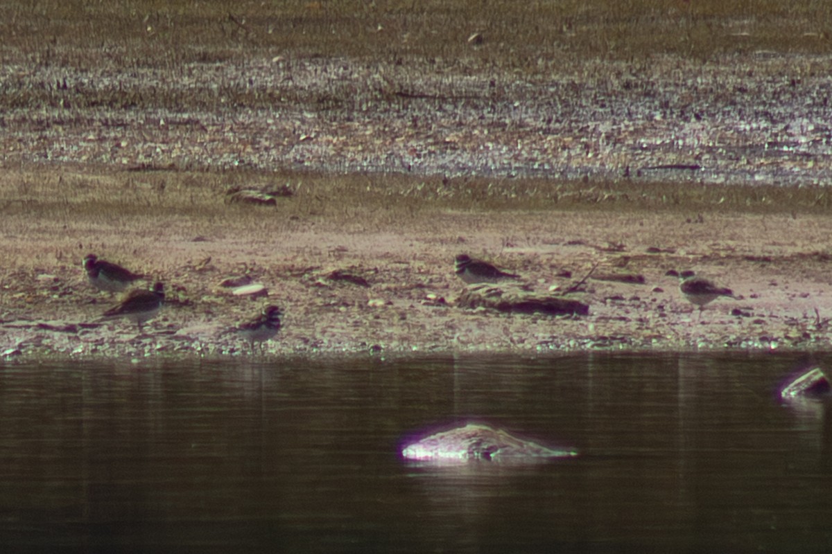 Killdeer - ML643627240