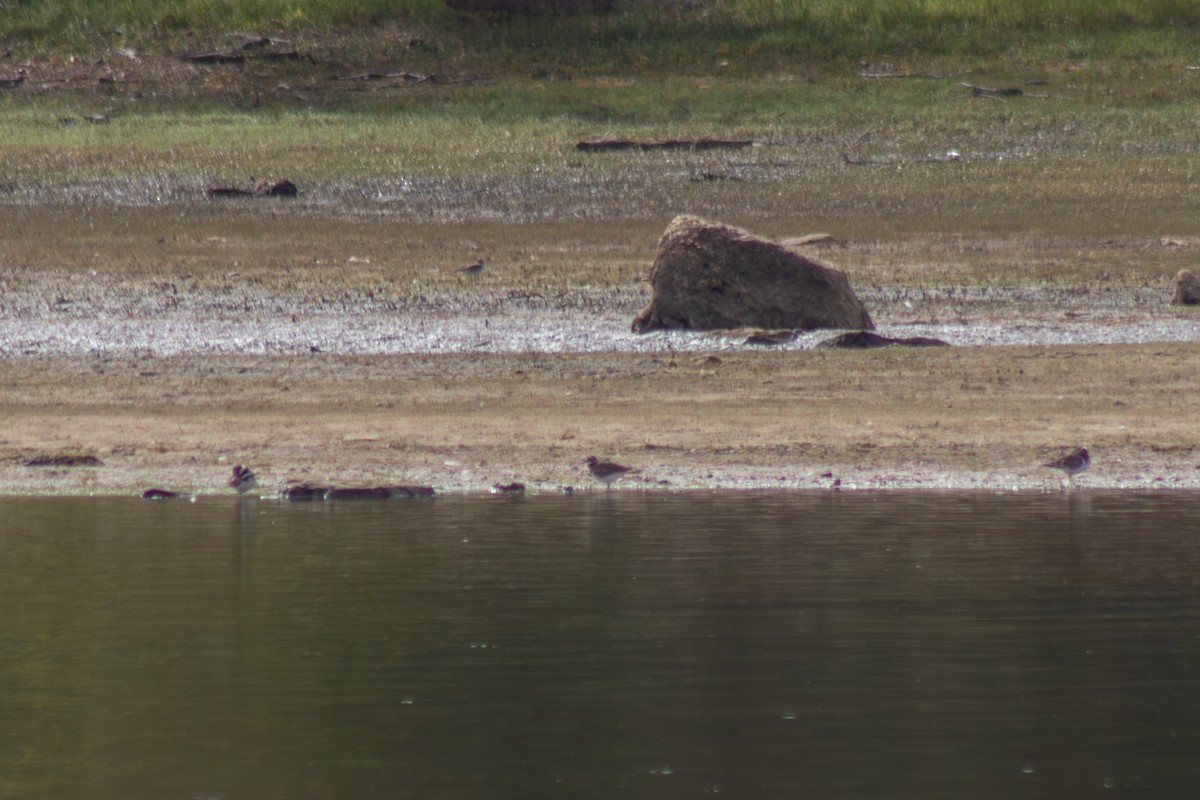 Killdeer - ML643627241