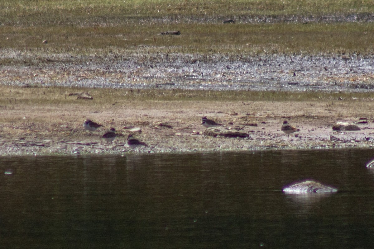 Killdeer - ML643627242