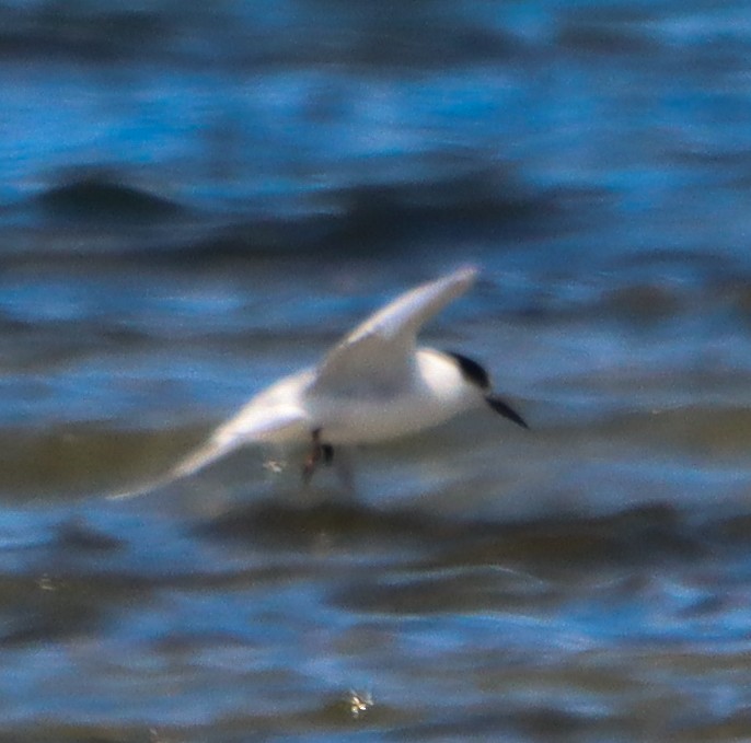 Common Tern - ML643627247