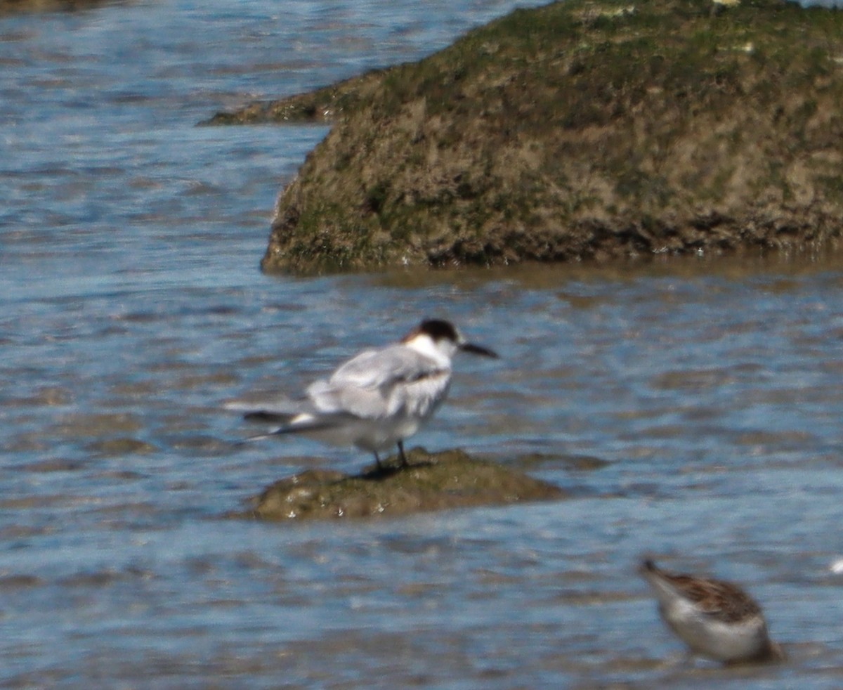 Common Tern - ML643627248