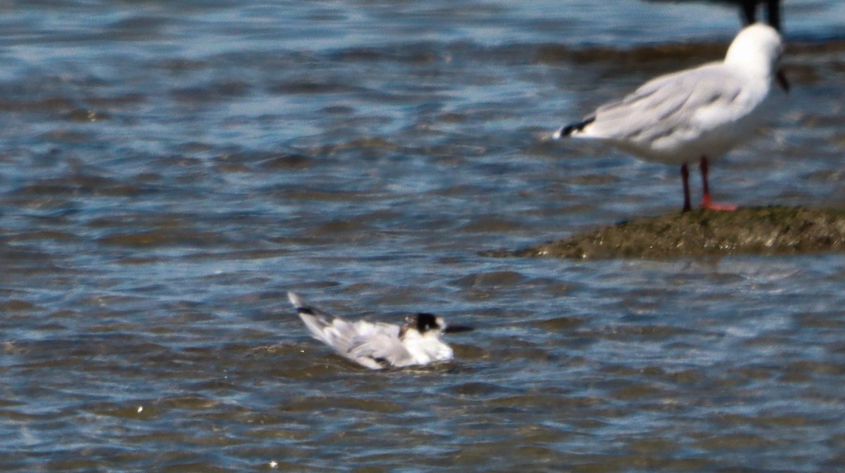 Common Tern - ML643627249
