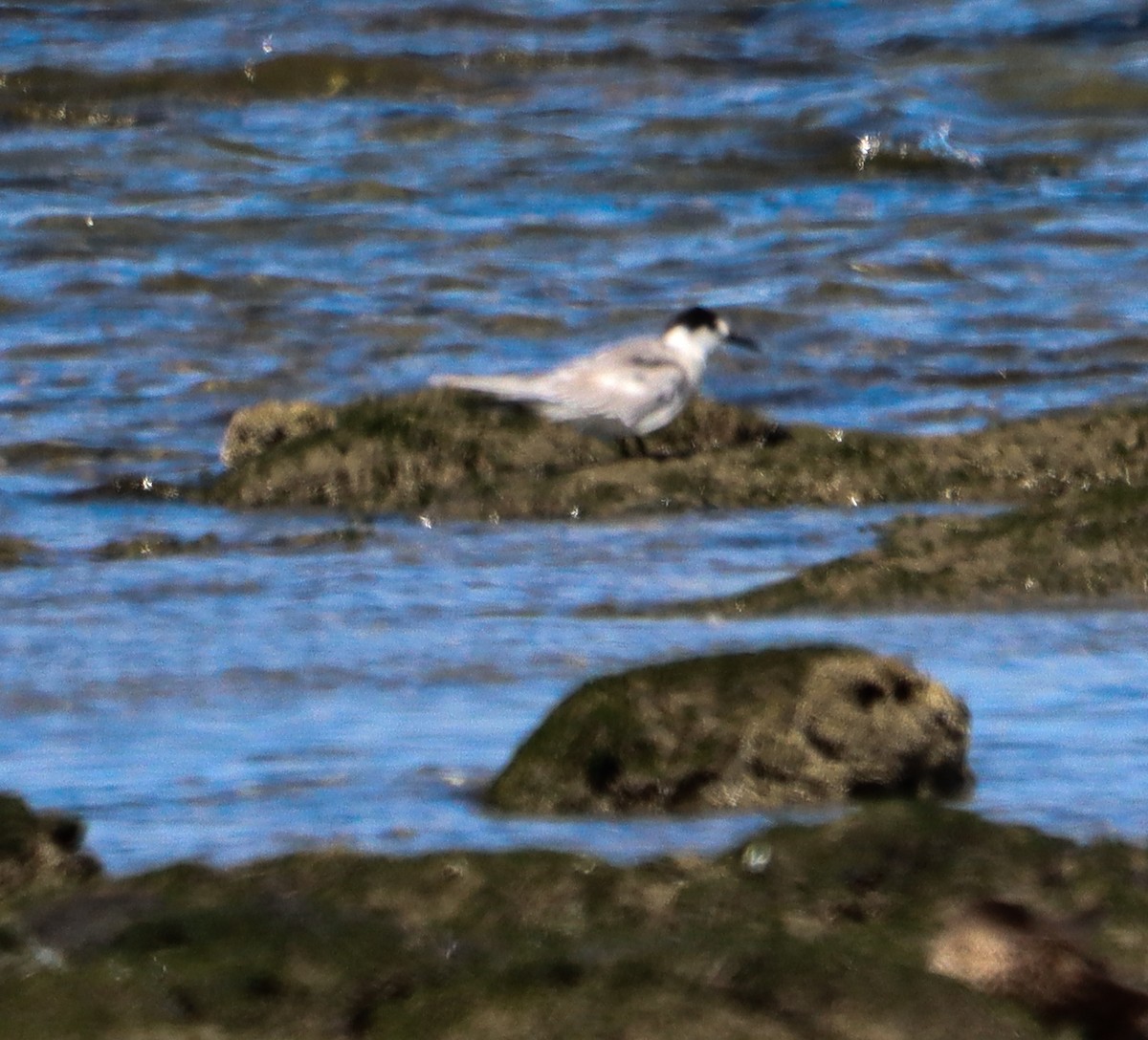 Common Tern - ML643627250