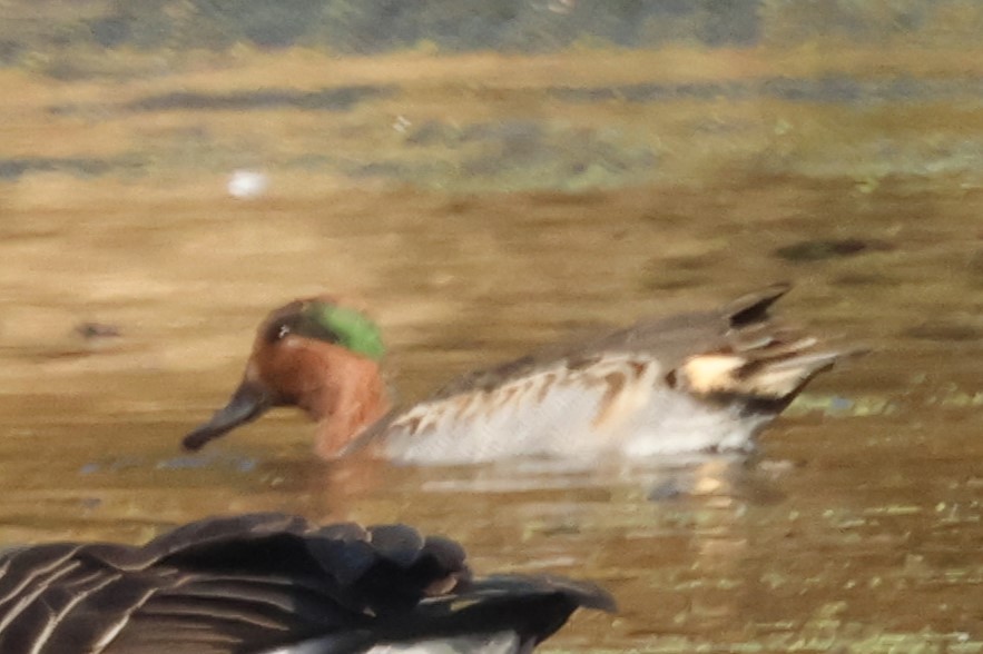 Çamurcun - ML643627260