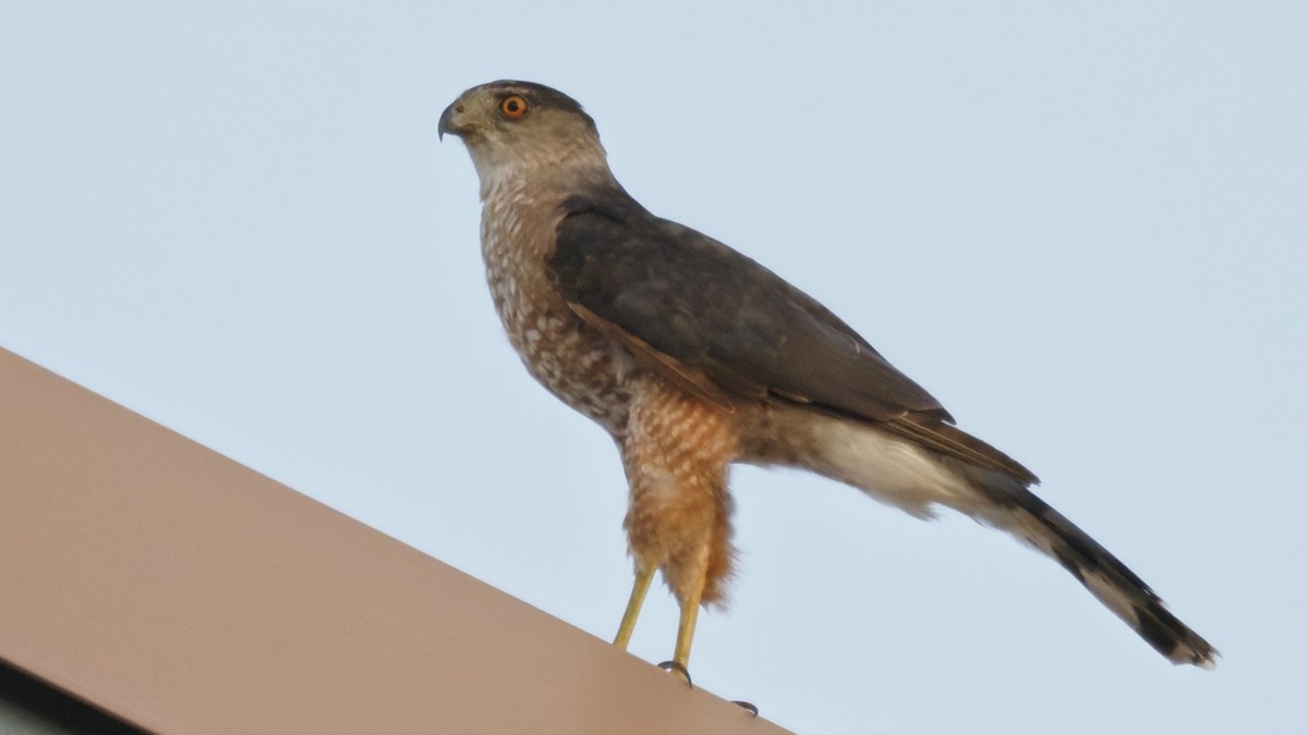 Cooper's Hawk - ML643627262