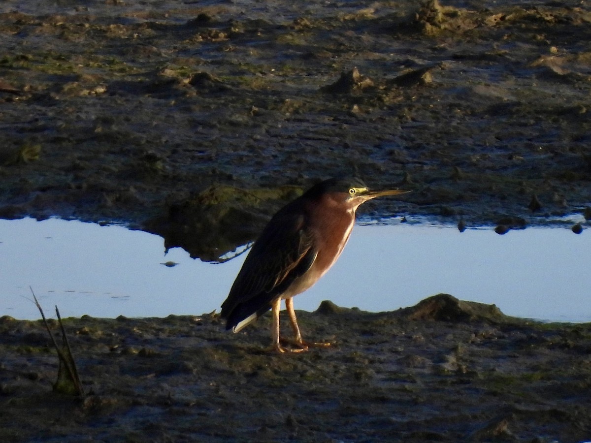 Green Heron - ML643627285