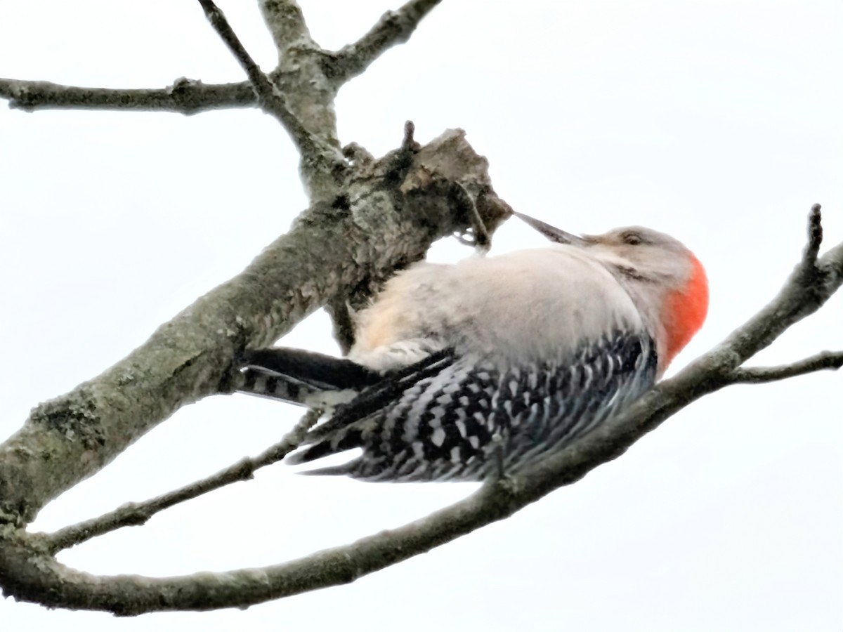 Red-bellied Woodpecker - ML643627293