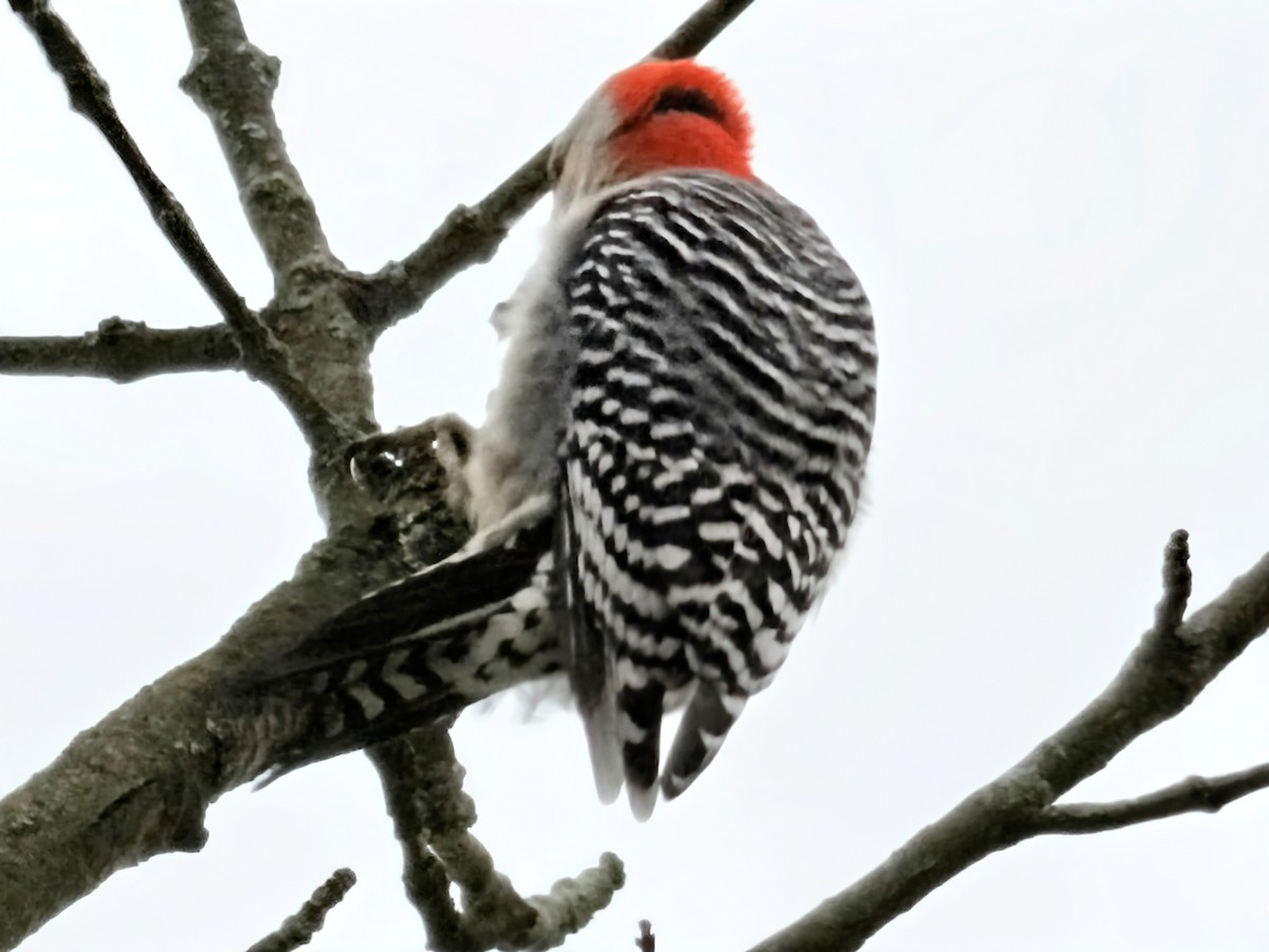 Red-bellied Woodpecker - ML643627294
