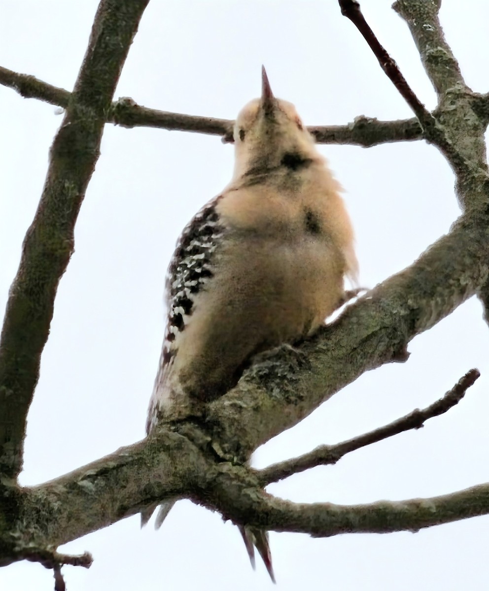 Red-bellied Woodpecker - ML643627295