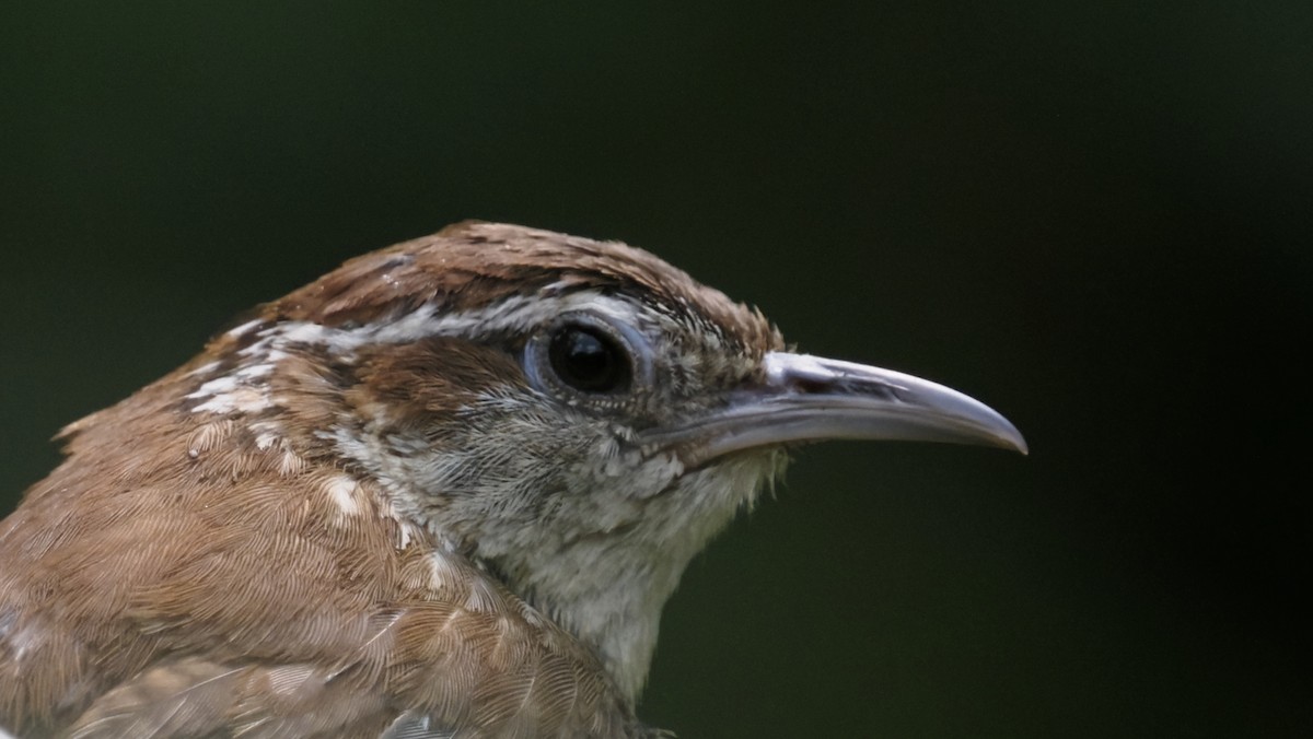 Carolina Wren - ML643627296