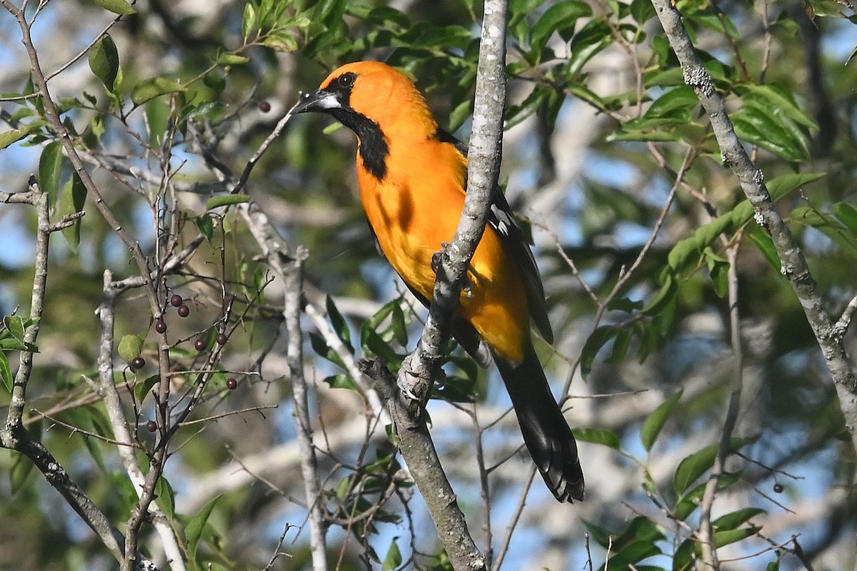 Altamira Oriole - ML643627305
