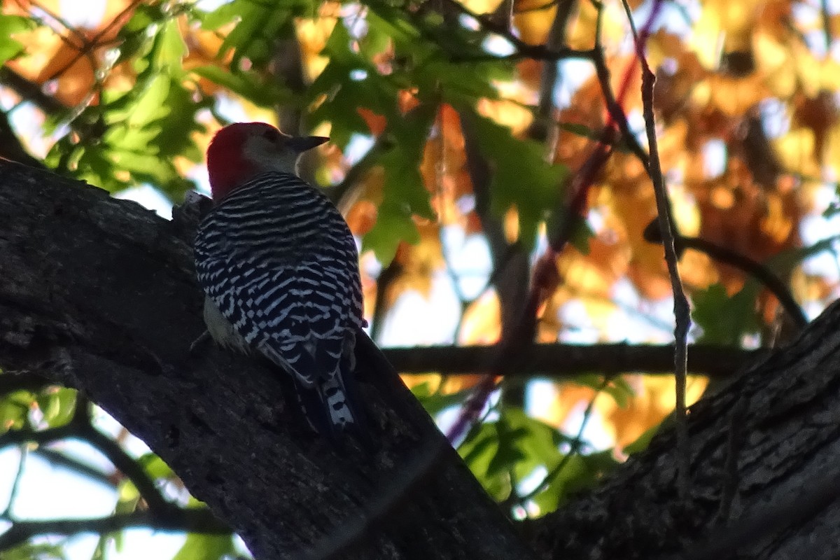 Red-bellied Woodpecker - ML643627309