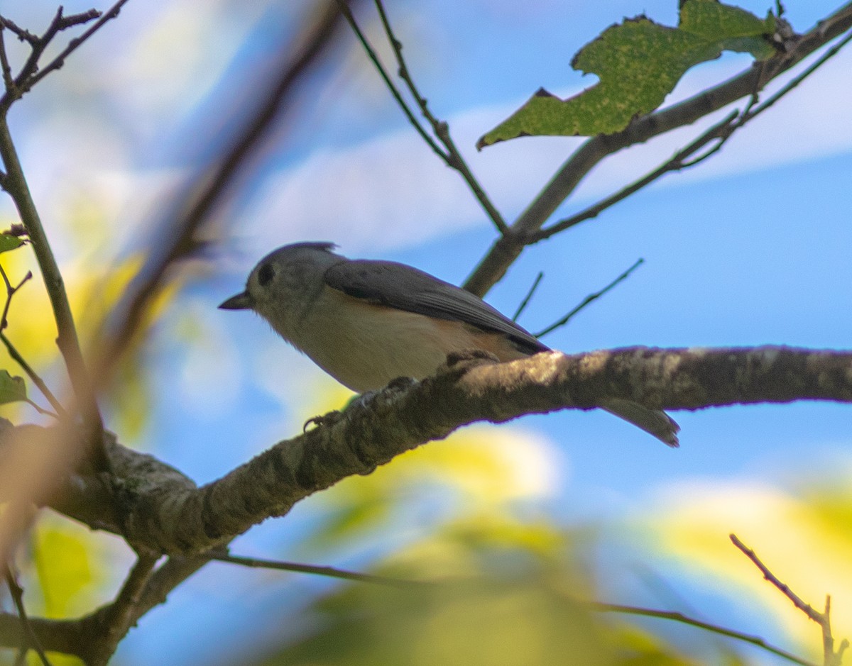 Tufted Titmouse - ML643627326