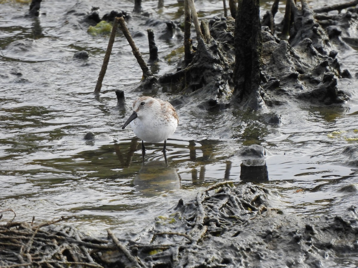 Western Sandpiper - ML643627327