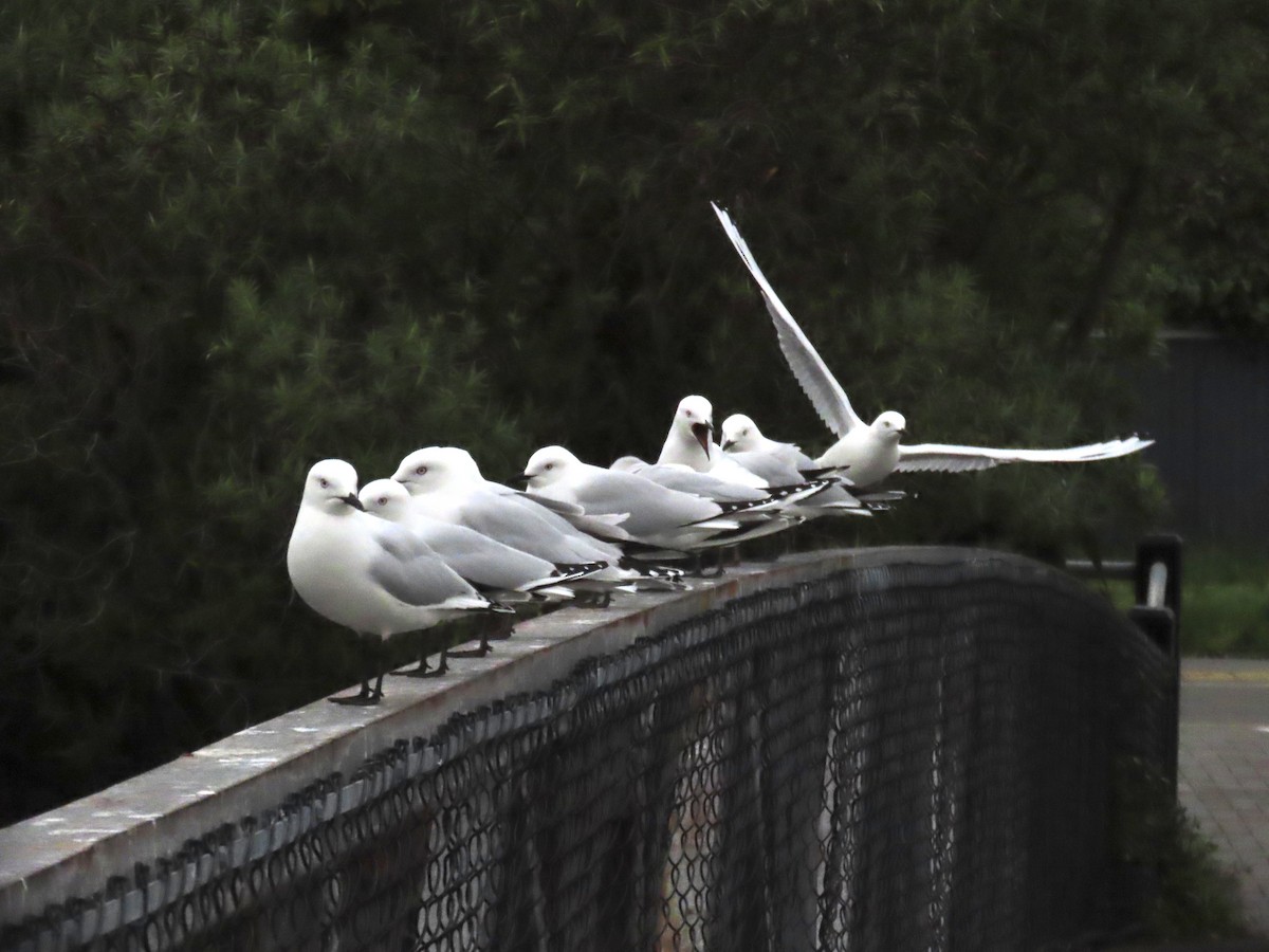 Маорийская чайка - ML643627328