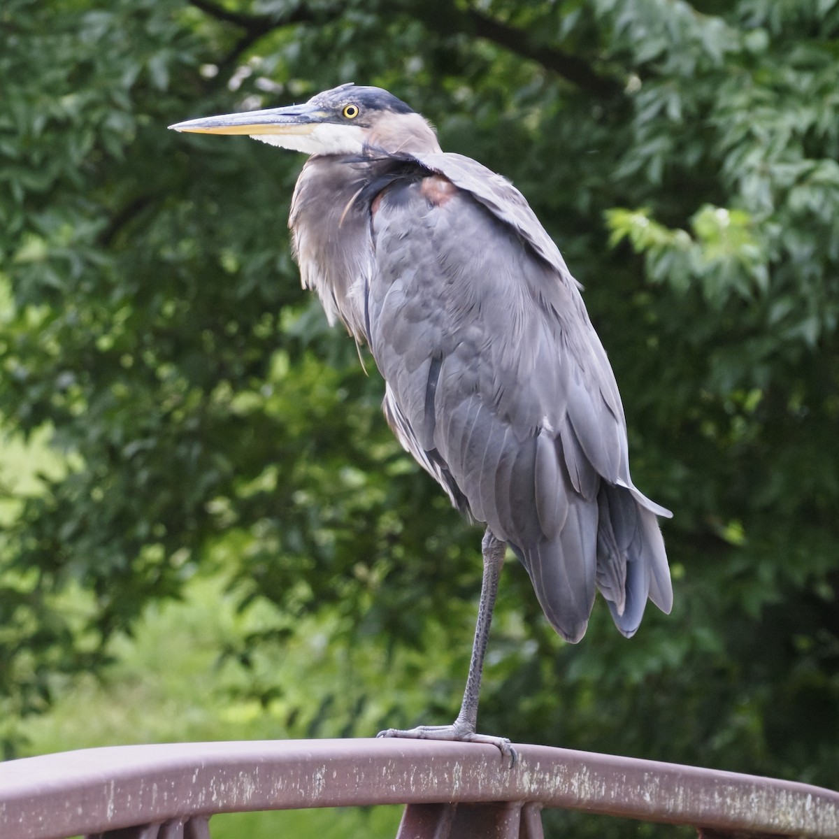 Great Blue Heron - ML643627332