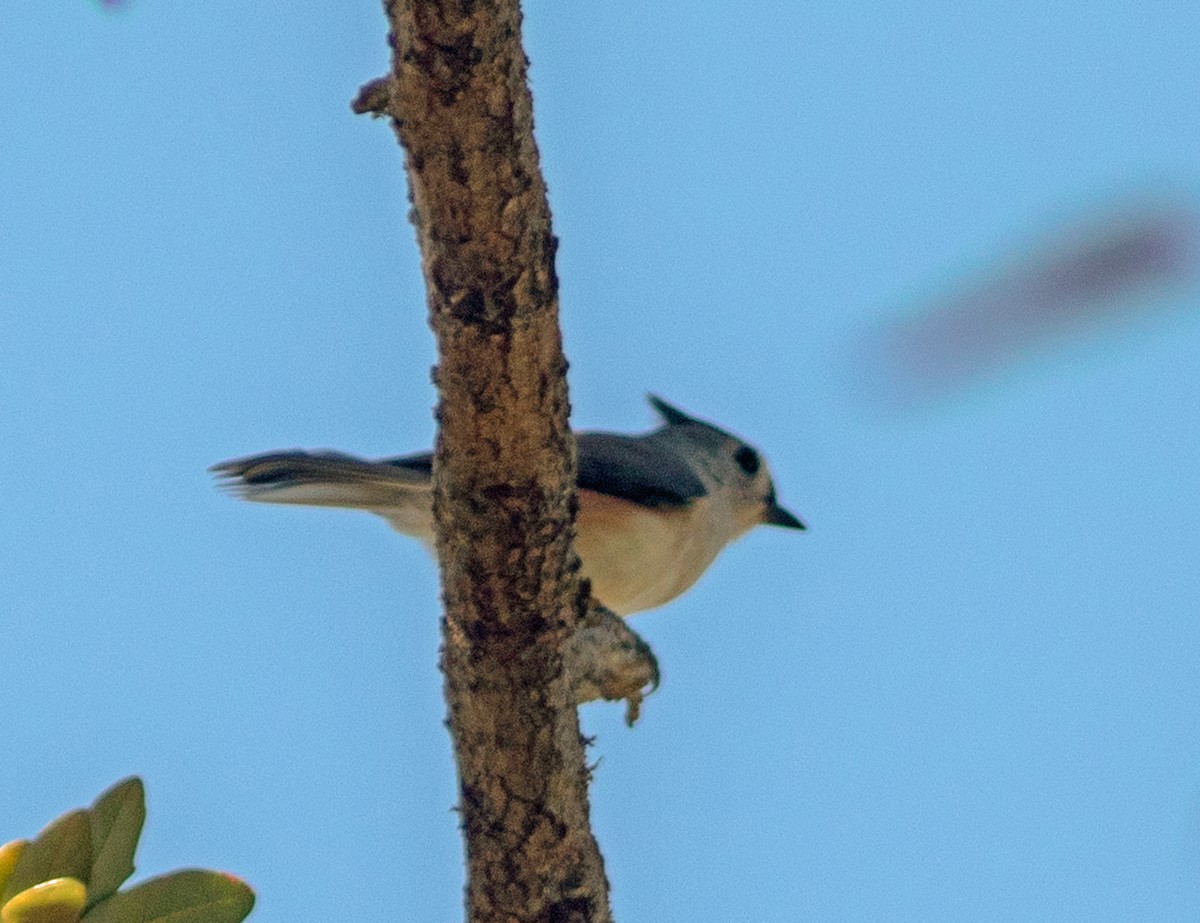 Tufted Titmouse - ML643627333