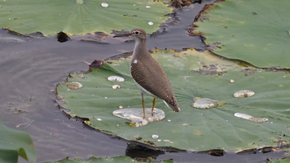 Spotted Sandpiper - ML643627356