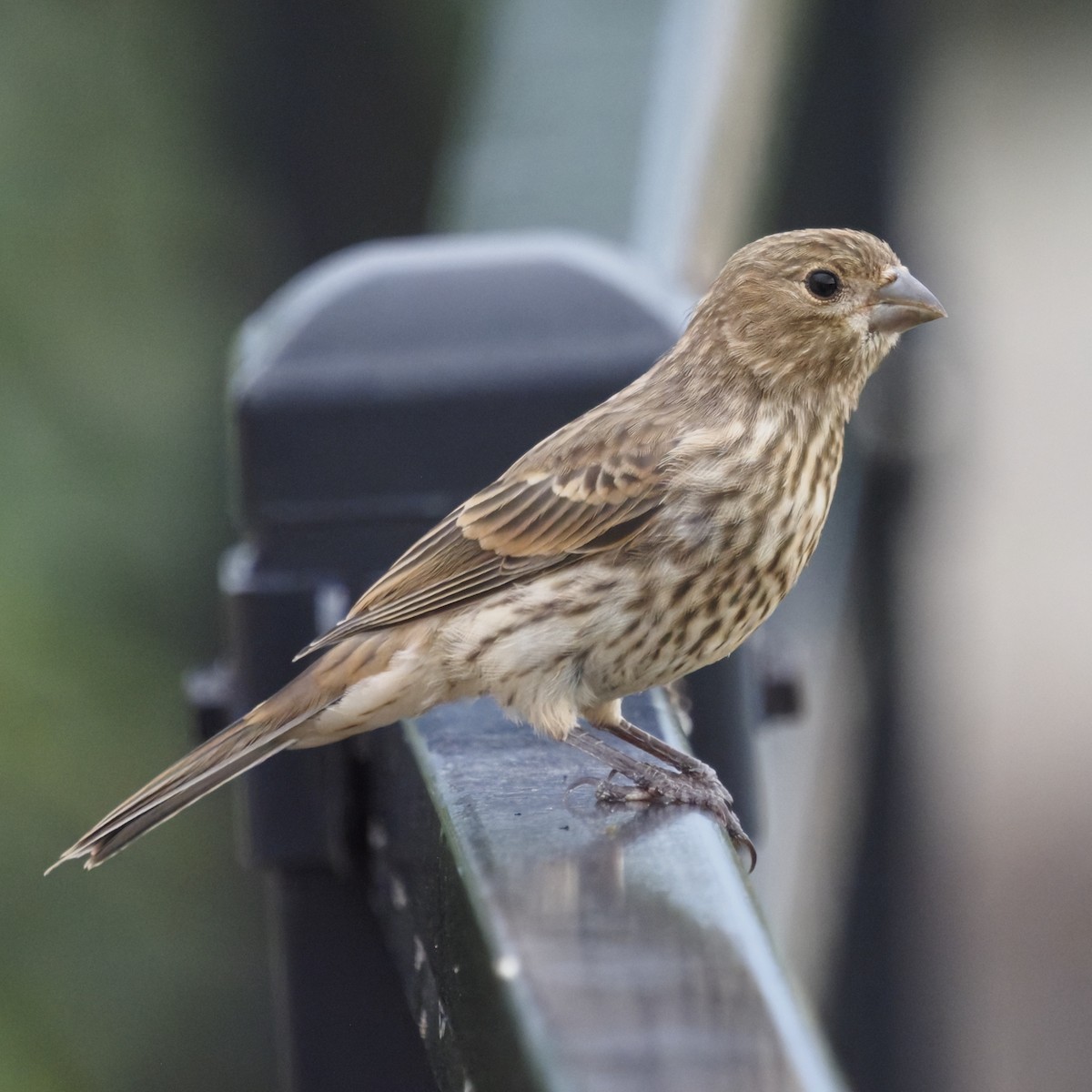 House Finch - ML643627383