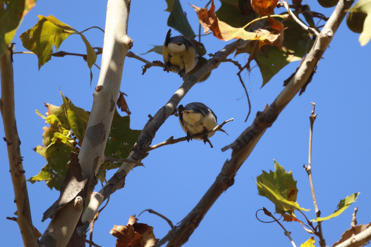 Sedir İpekkuyruğu - ML643627391