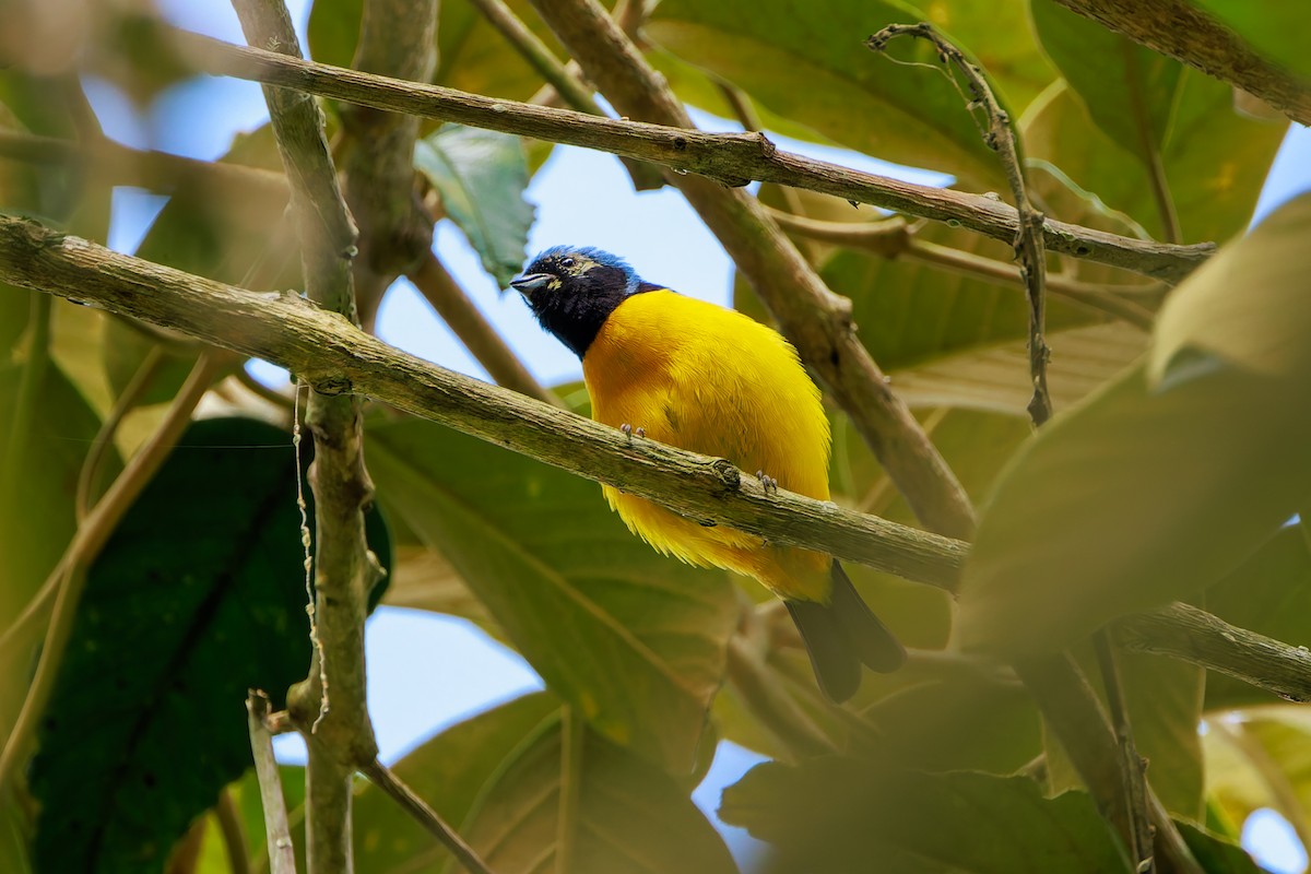 Golden-rumped Euphonia - ML643627395