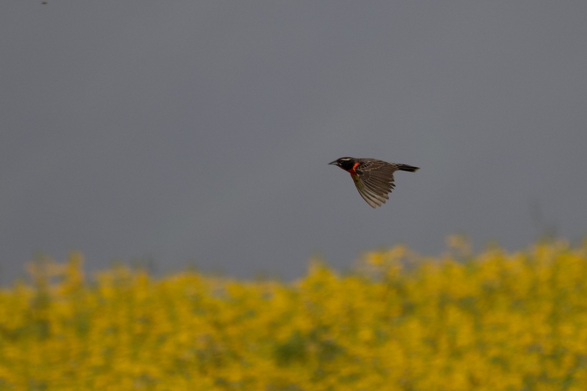 Peruvian Meadowlark - ML643627396