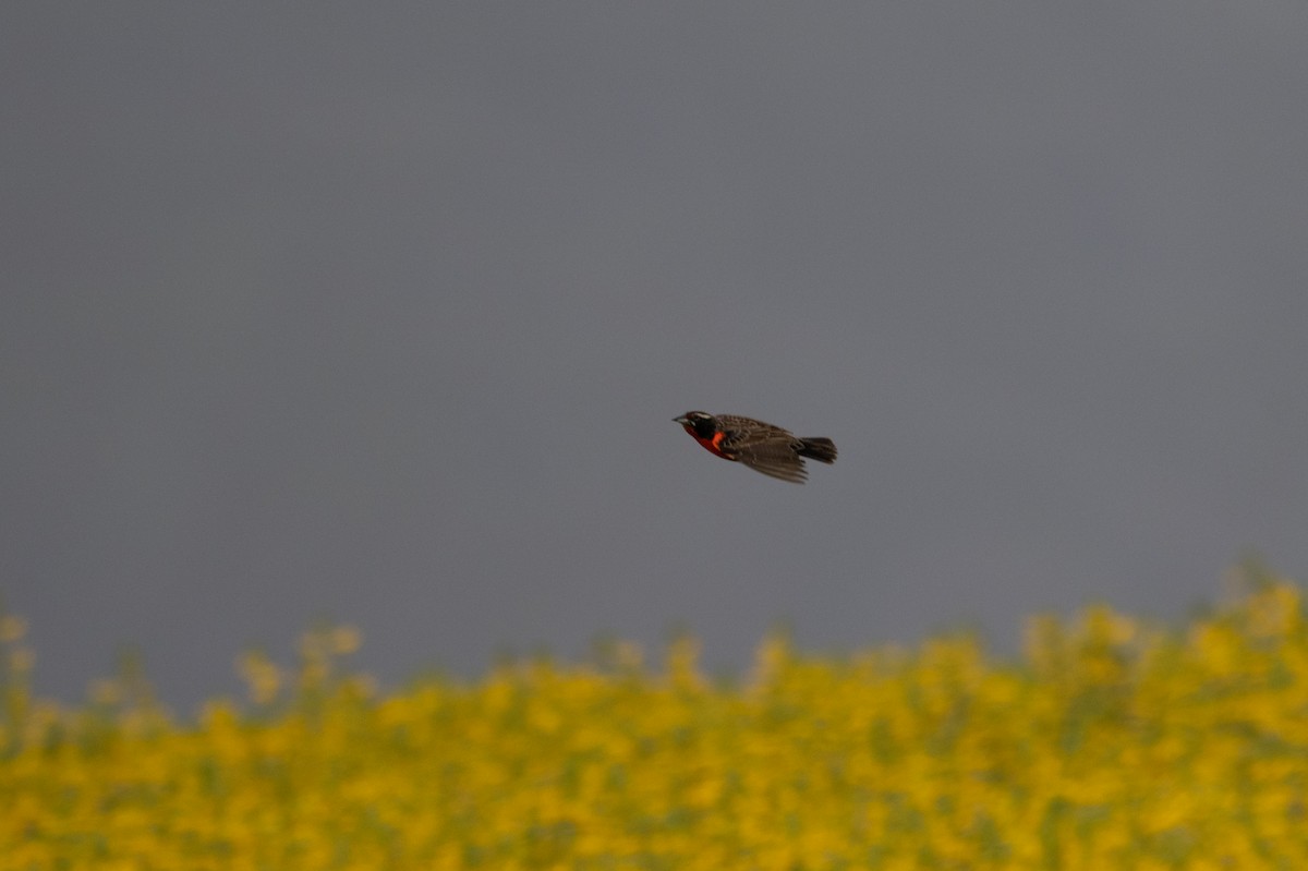 Peruvian Meadowlark - ML643627397