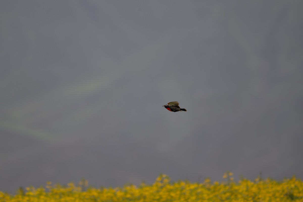 Peruvian Meadowlark - ML643627398