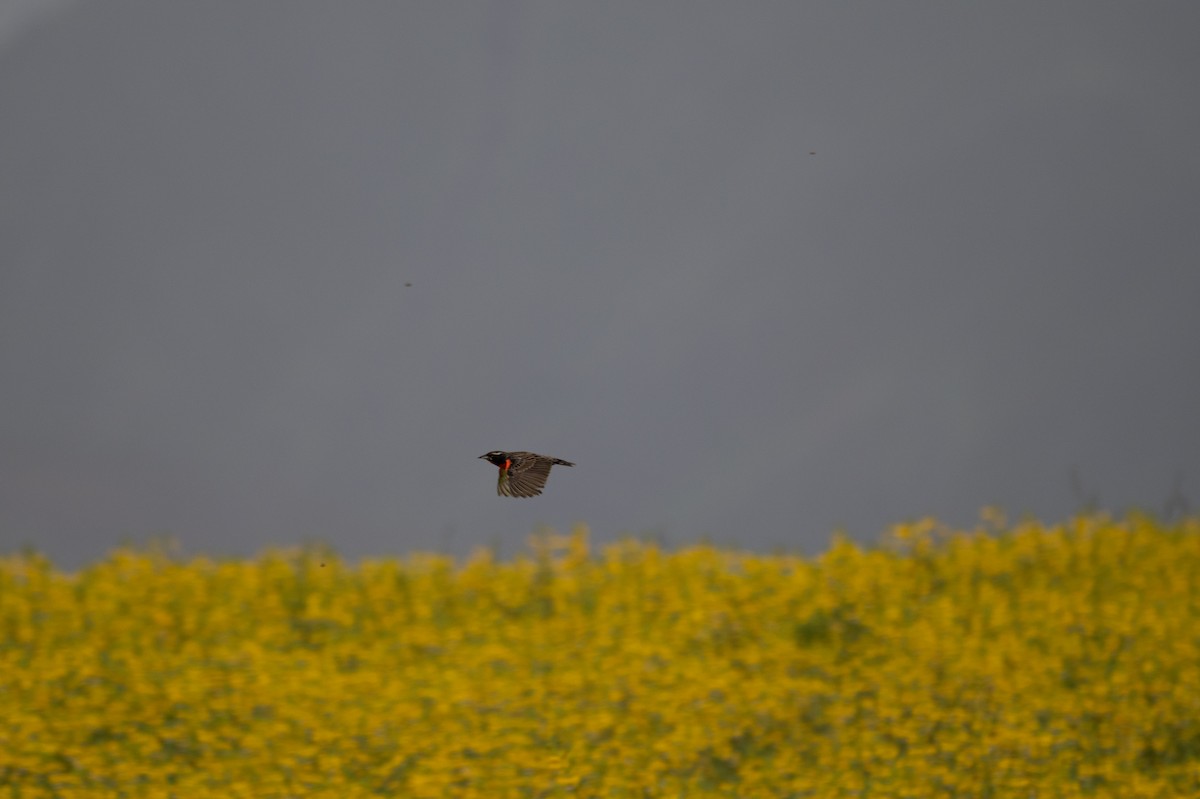 Peruvian Meadowlark - ML643627399