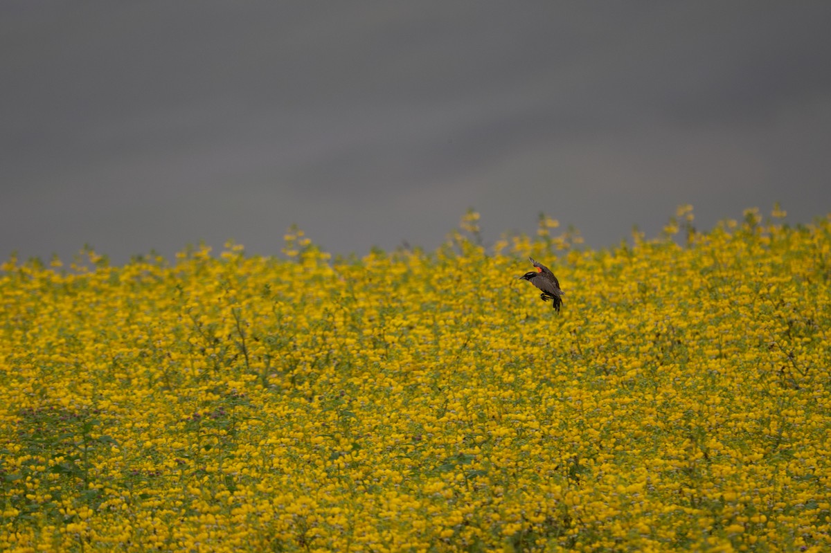 Peruvian Meadowlark - ML643627401