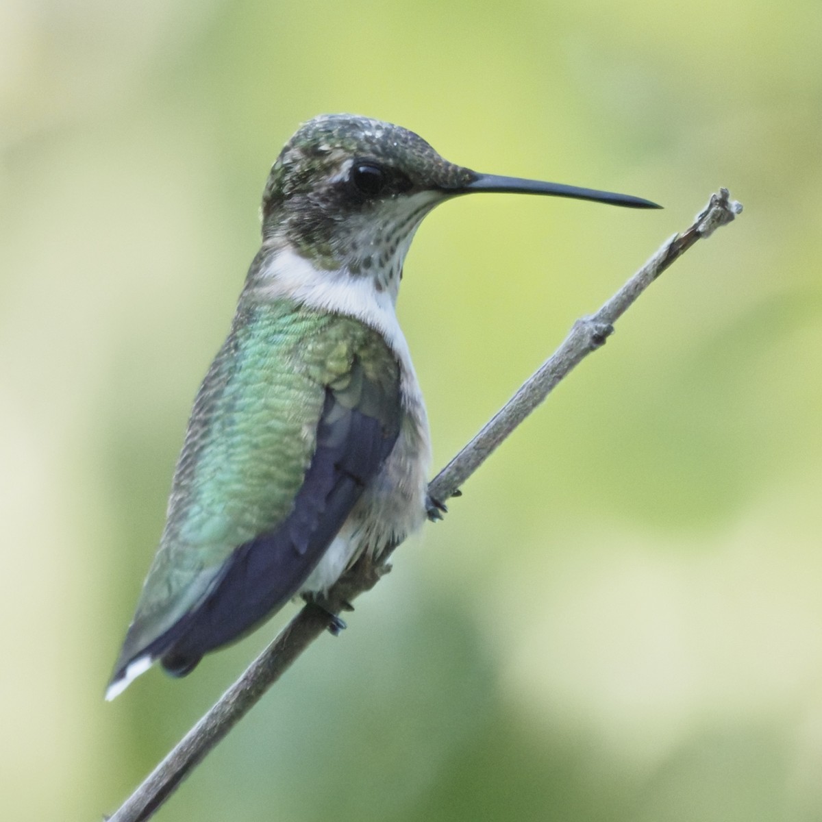 Ruby-throated Hummingbird - ML643627413