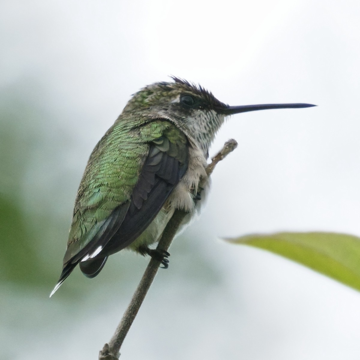 Ruby-throated Hummingbird - ML643627418