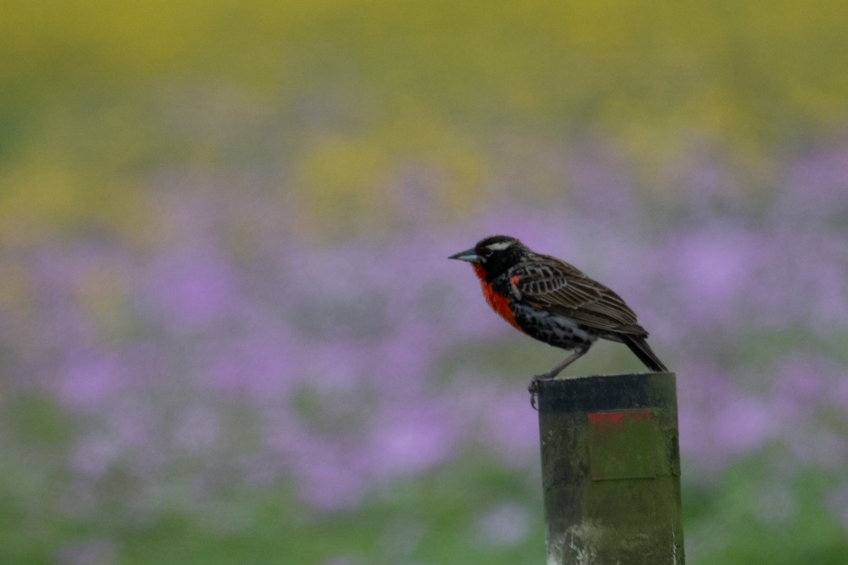 Peruvian Meadowlark - ML643627420