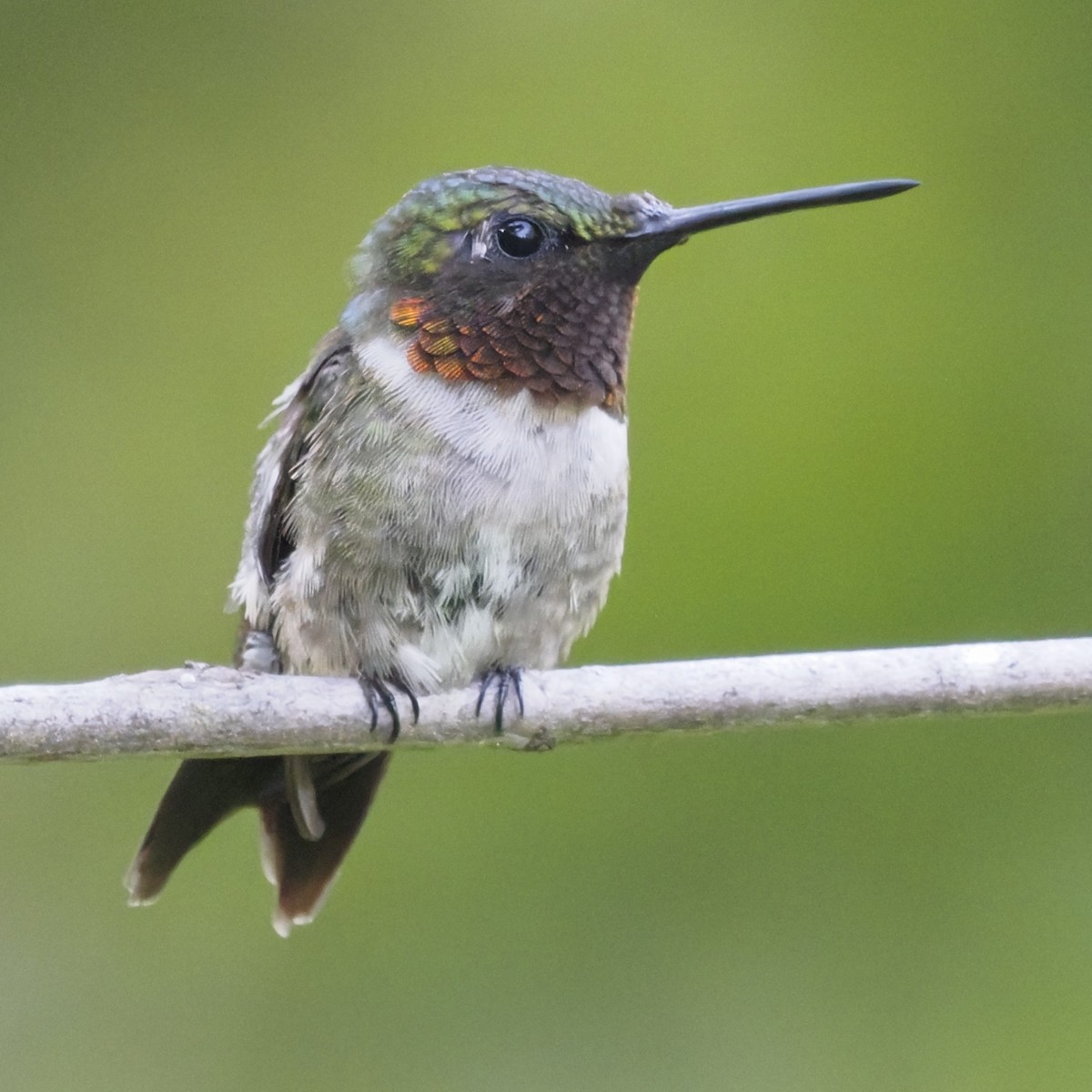 Ruby-throated Hummingbird - ML643627438