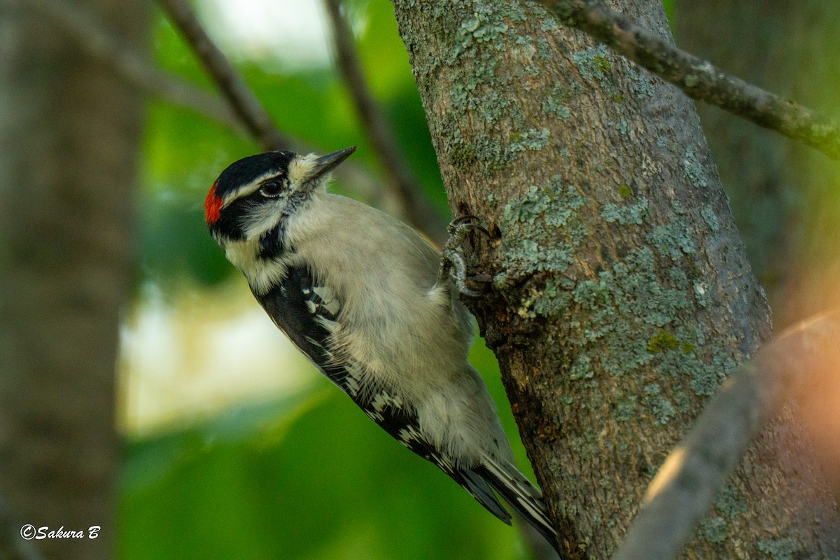 Downy Woodpecker - ML643627439