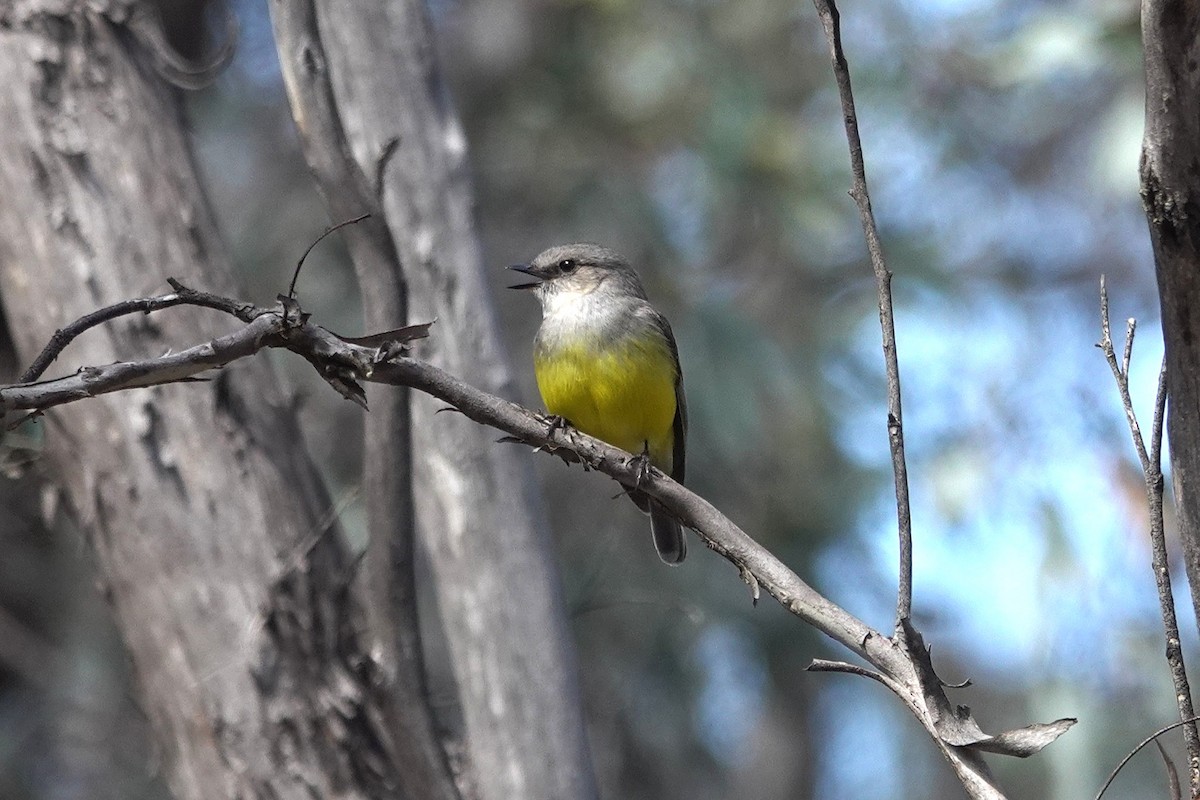 Western Yellow Robin - ML643627449