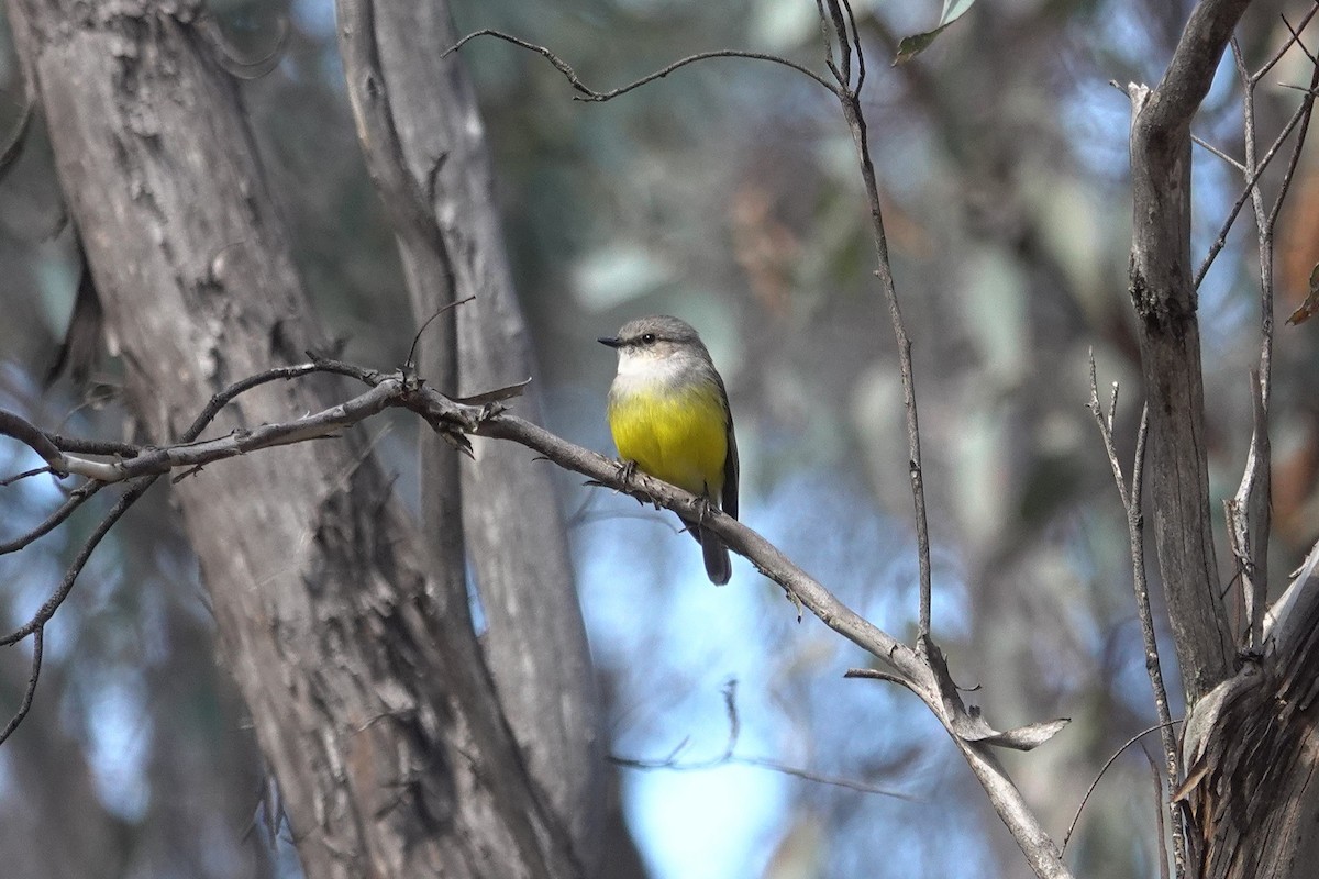 Western Yellow Robin - ML643627450