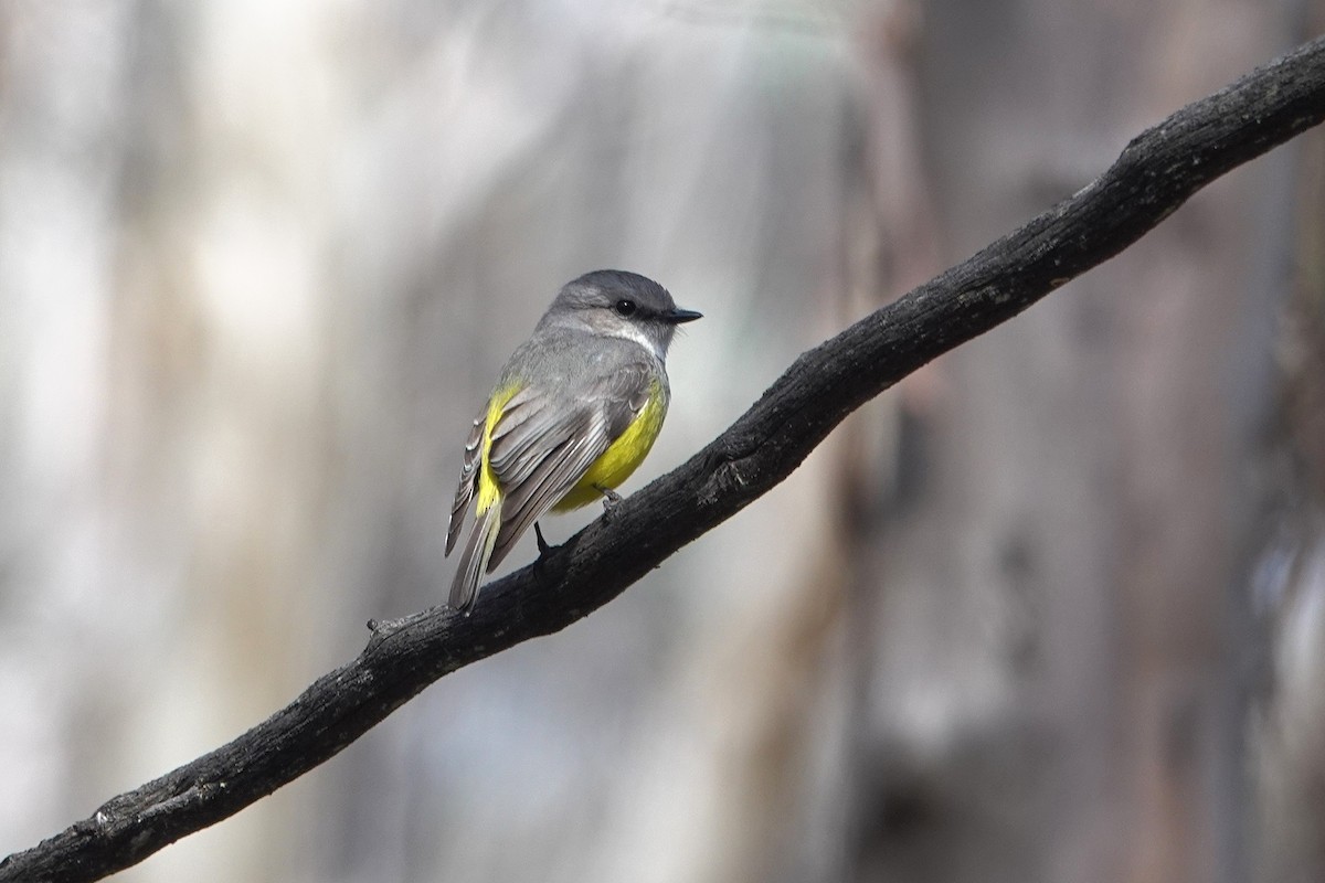 Western Yellow Robin - ML643627451