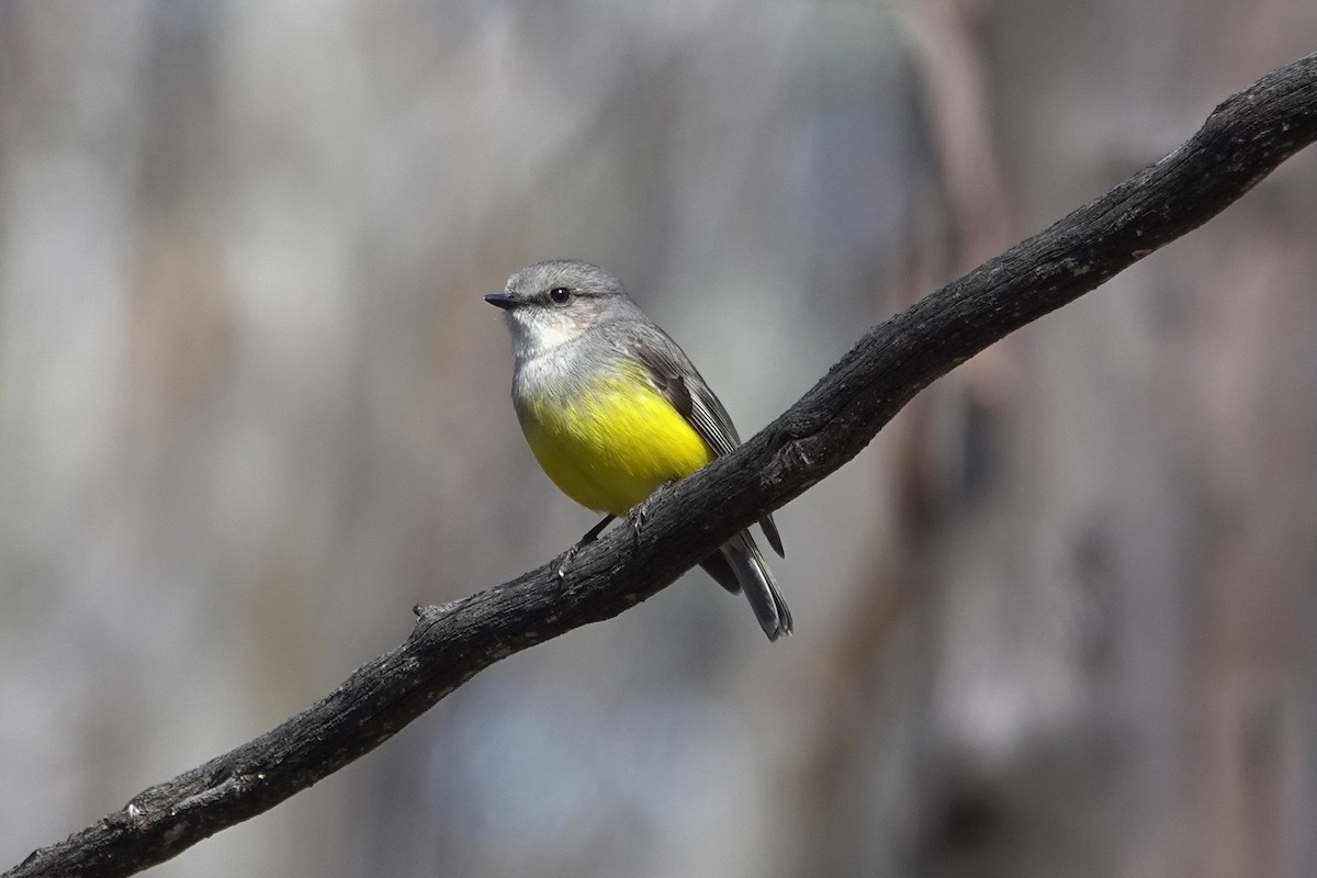 Western Yellow Robin - ML643627452