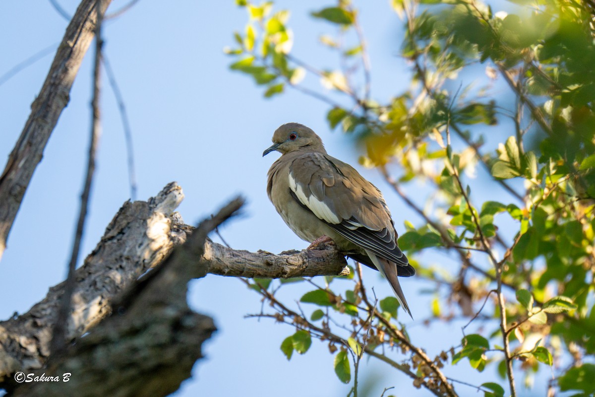 White-winged Dove - ML643627453