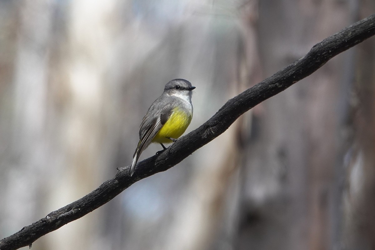 Western Yellow Robin - ML643627454