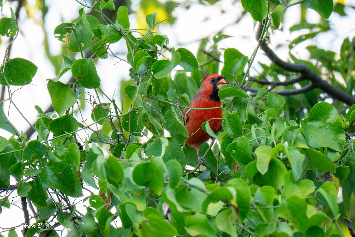 Northern Cardinal - ML643627469