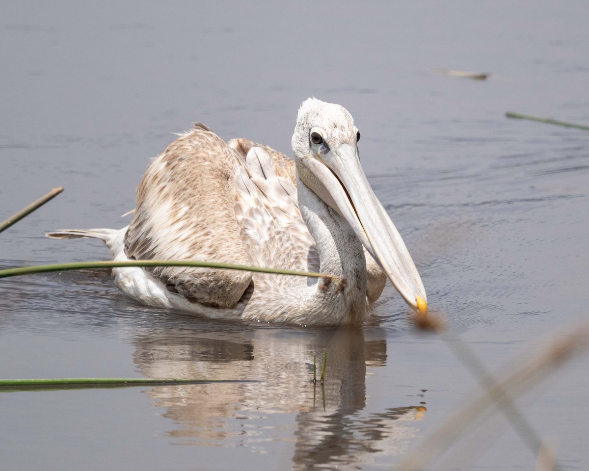 Pink-backed Pelican - ML643627470
