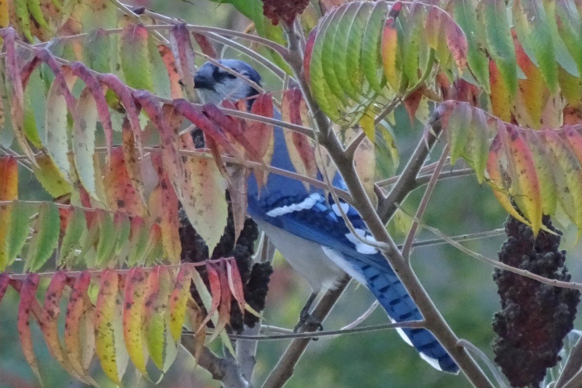 Blue Jay - ML643627471