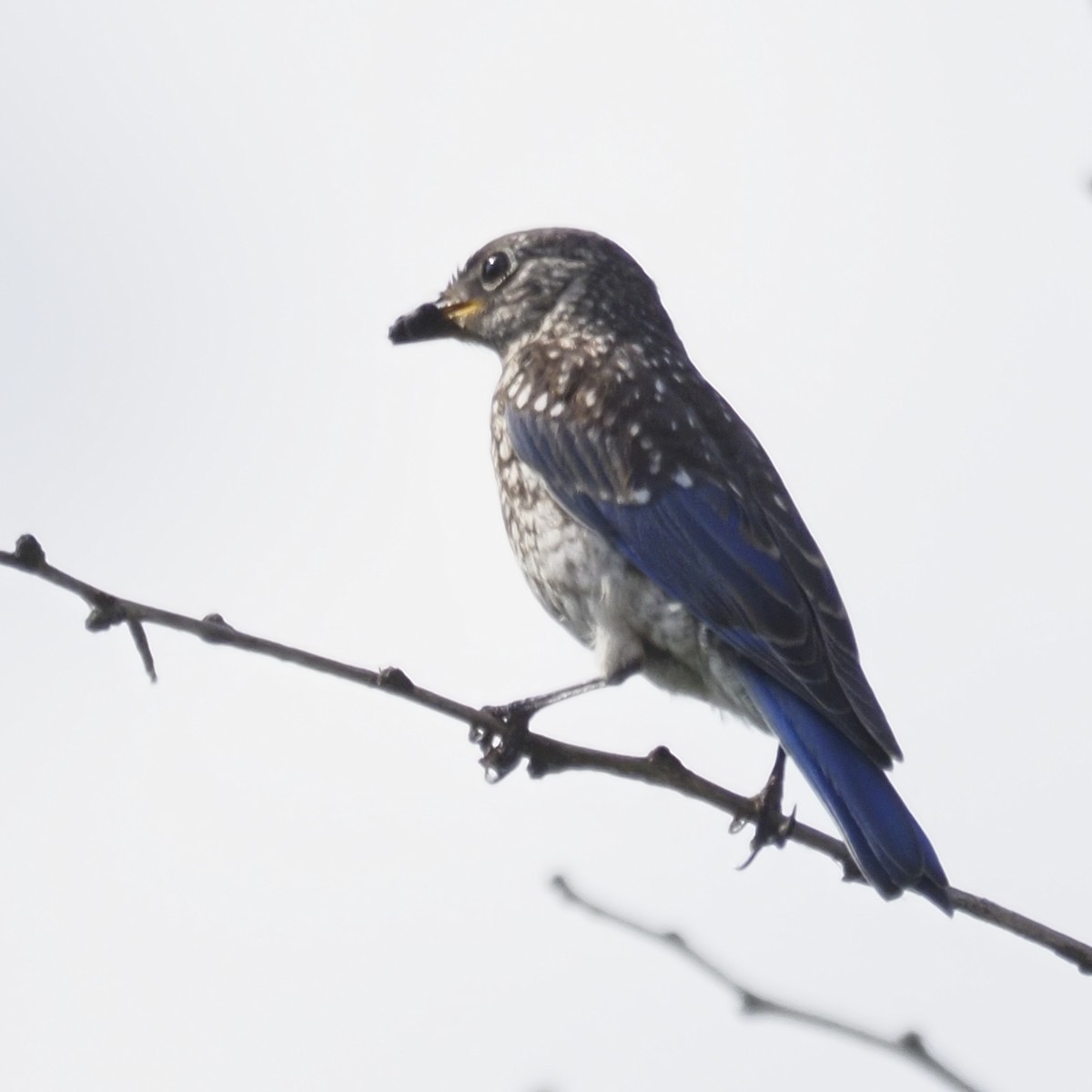 Eastern Bluebird - ML643627475