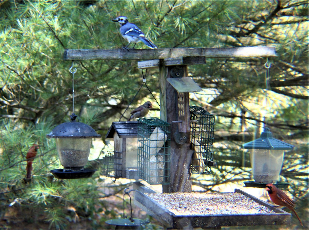 Blue Jay - ML643627489