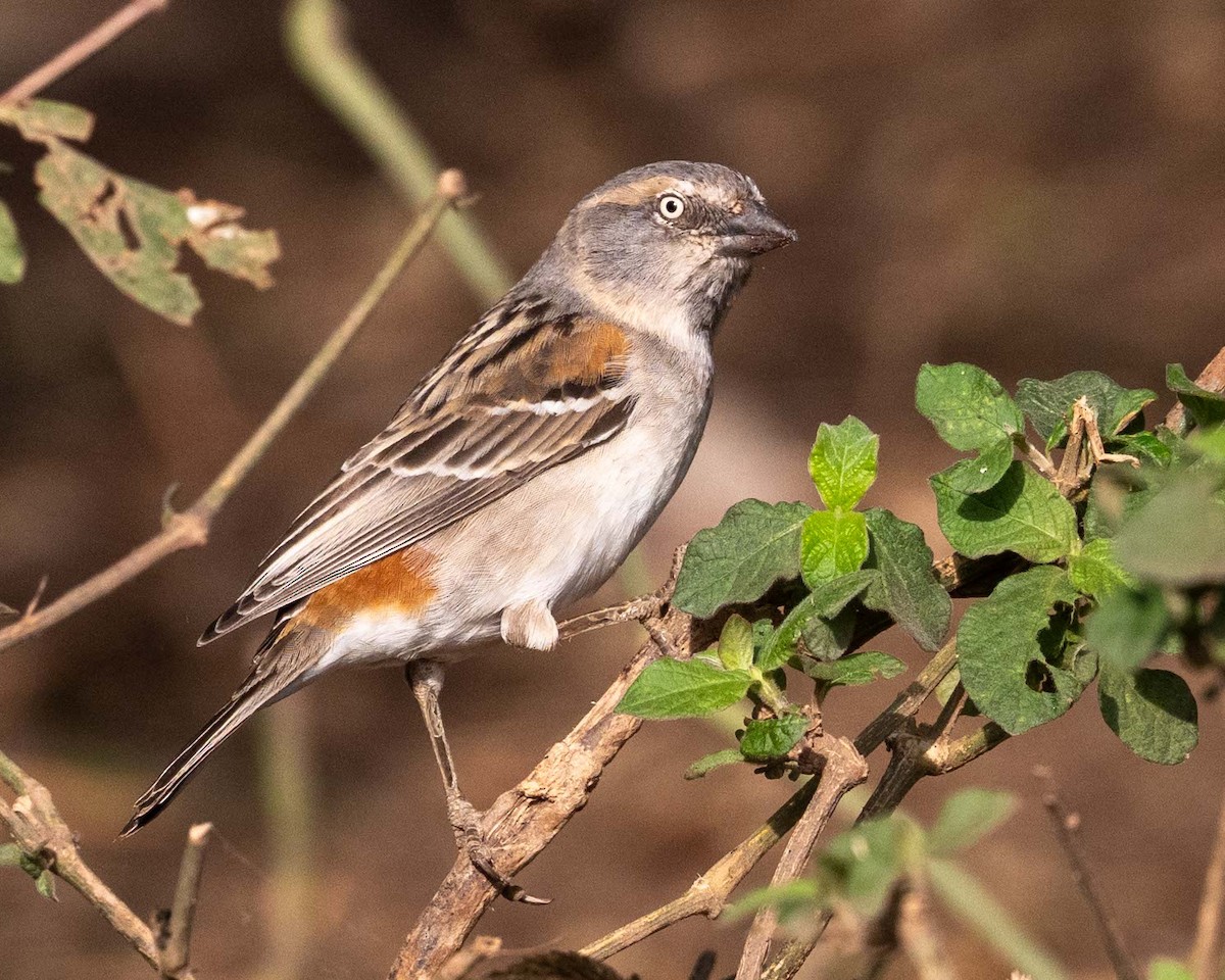 Kenya Rufous Sparrow - ML643627499