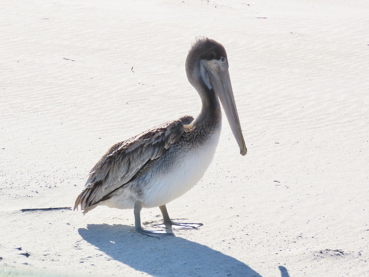 Brown Pelican - ML643627505